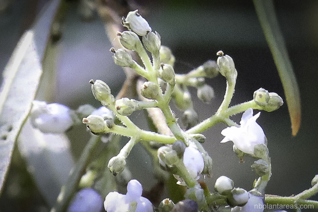 Logania albiflora
