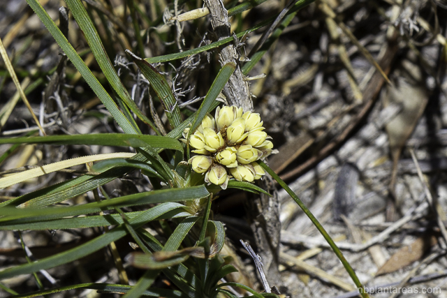 Lomandra glauca
