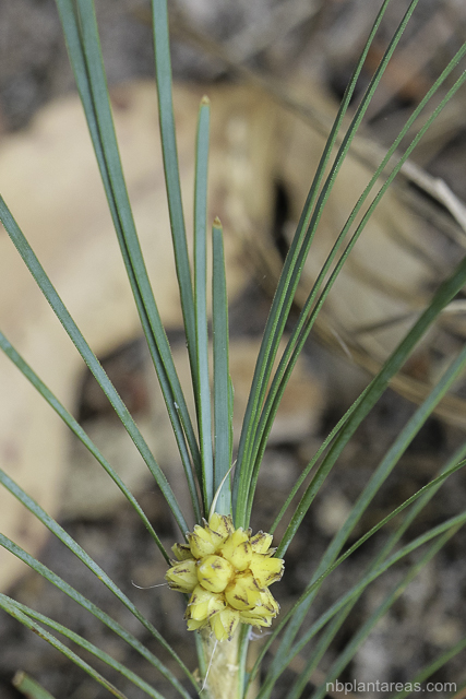 Lomandra glauca