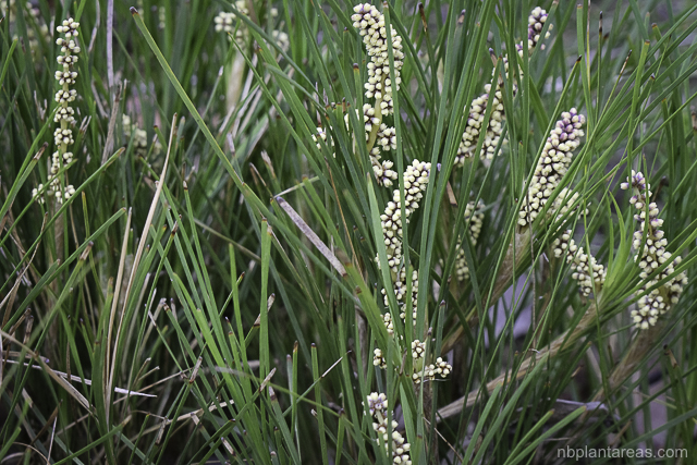 Lomandra glauca