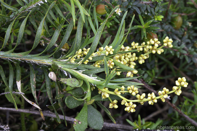 Lomandra obliqua