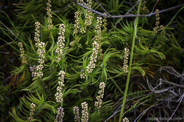 Lomandra obliqua