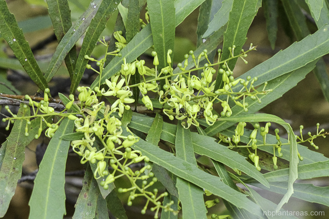 Lomatia myricoides