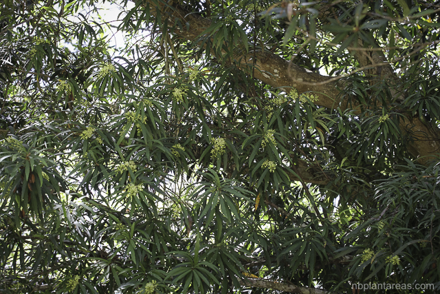 Lomatia myricoides