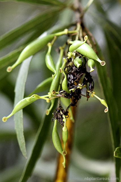 Lomatia myricoides