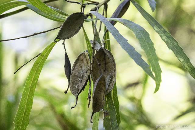 Lomatia myricoides