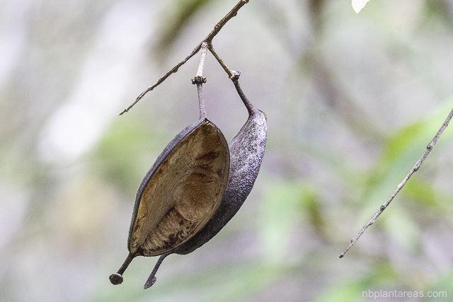 Lomatia myricoides