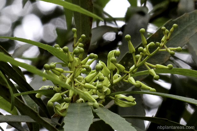 Lomatia myricoides
