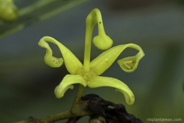 Lomatia myricoides