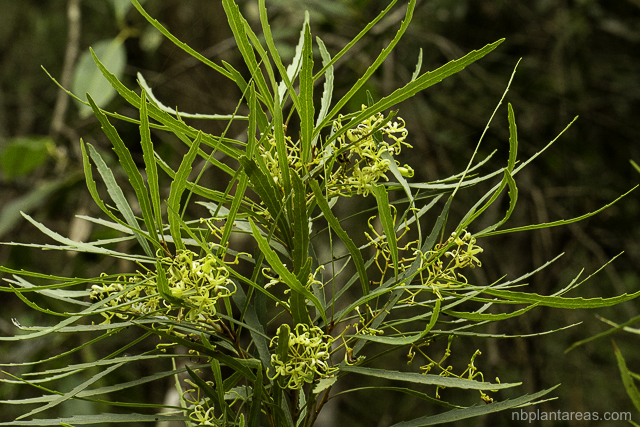 Lomatia myricoides