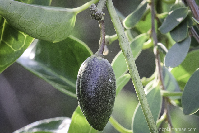 Marsdenia rostrata
